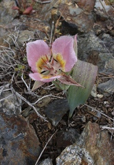Calochortus persistens