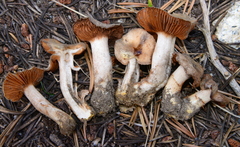 Cortinarius eldoradoensis