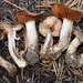 Cortinarius Sect. Bovini - Photo (c) Damon Tighe, some rights reserved (CC BY-NC), uploaded by Damon Tighe