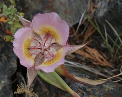 Calochortus persistens