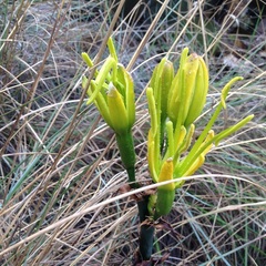 Agave salmiana salmiana
