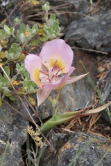 Calochortus persistens