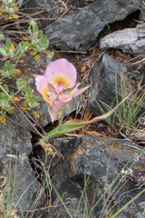 Calochortus persistens