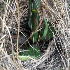 Agave salmiana salmiana