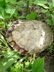 Trachemys venusta cataspila
