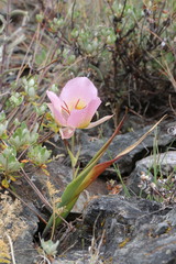 Calochortus persistens