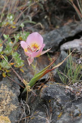 Calochortus persistens