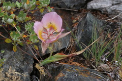 Calochortus persistens