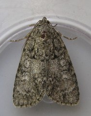 Acronicta retardata