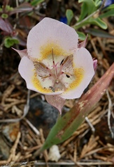 Calochortus persistens