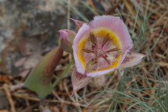 Calochortus persistens