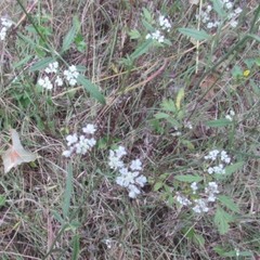 Ptilimnium capillaceum