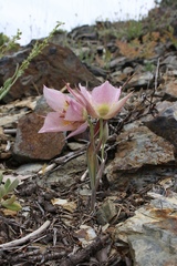 Calochortus persistens