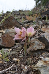Calochortus persistens