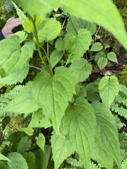 Eurybia chlorolepis