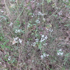 Ptilimnium capillaceum