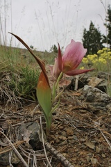 Calochortus persistens