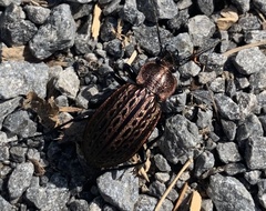 Carabus maeander