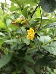 Lonicera involucrata involucrata