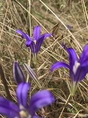 Brodiaea elegans hooveri