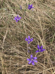 Brodiaea elegans hooveri