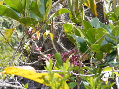 Schlegelia parasitica