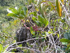 Schlegelia parasitica
