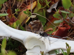 Leucorrhinia glacialis