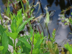 Leucorrhinia frigida