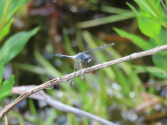 Leucorrhinia frigida