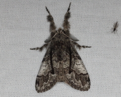 Dasychira obliquata
