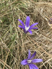 Brodiaea elegans hooveri
