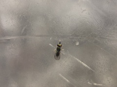 Phytomyza tiarellae