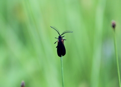 Leptoceletes basalis