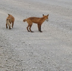 Vulpes vulpes schrencki