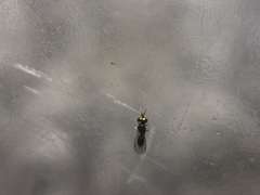 Phytomyza tiarellae