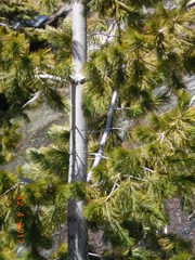Pinus monticola