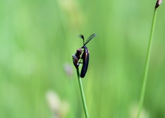 Leptoceletes basalis