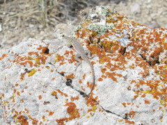Uta stansburiana stansburiana
