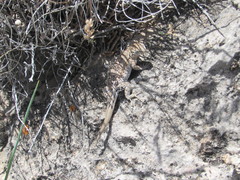 Uta stansburiana stansburiana