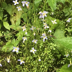 Houstonia serpyllifolia