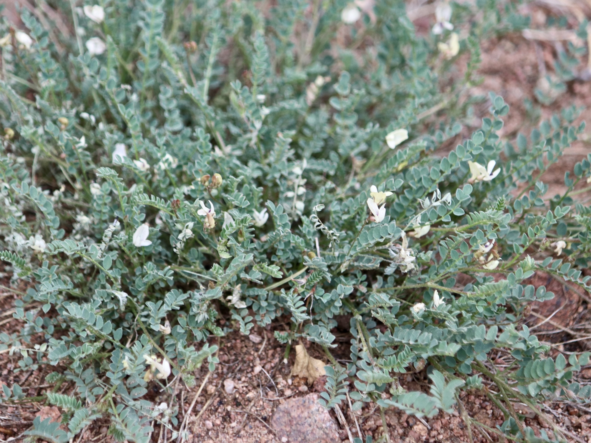 Astragalus sparsiflorus