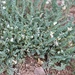 Front Range Milkvetch - Photo (c) Cheryl McCleary-Catalano, some rights reserved (CC BY), uploaded by Cheryl McCleary-Catalano