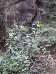 Lithospermum multiflorum