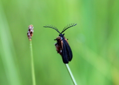 Leptoceletes basalis