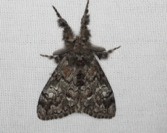 Dasychira plagiata