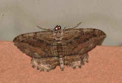 Philereme transversata