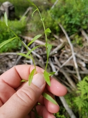 Campanula aparinoides