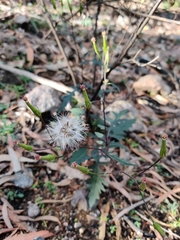 Arrhenechthites mixtus