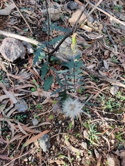 Arrhenechthites mixtus